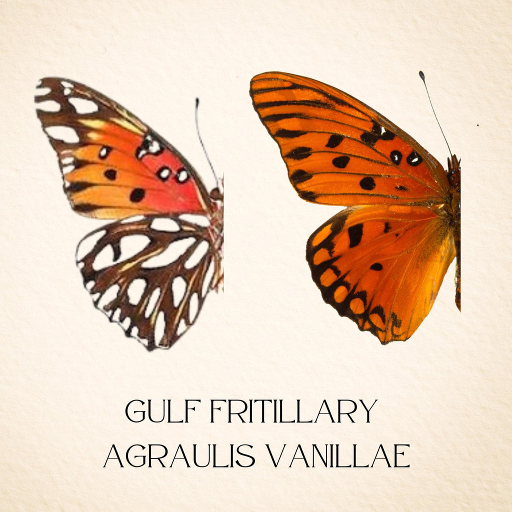Agraulis vanillae Gulf Fritillary Butterfly Cloche Dome Diorama – Verso Display 6x4 Acrylic