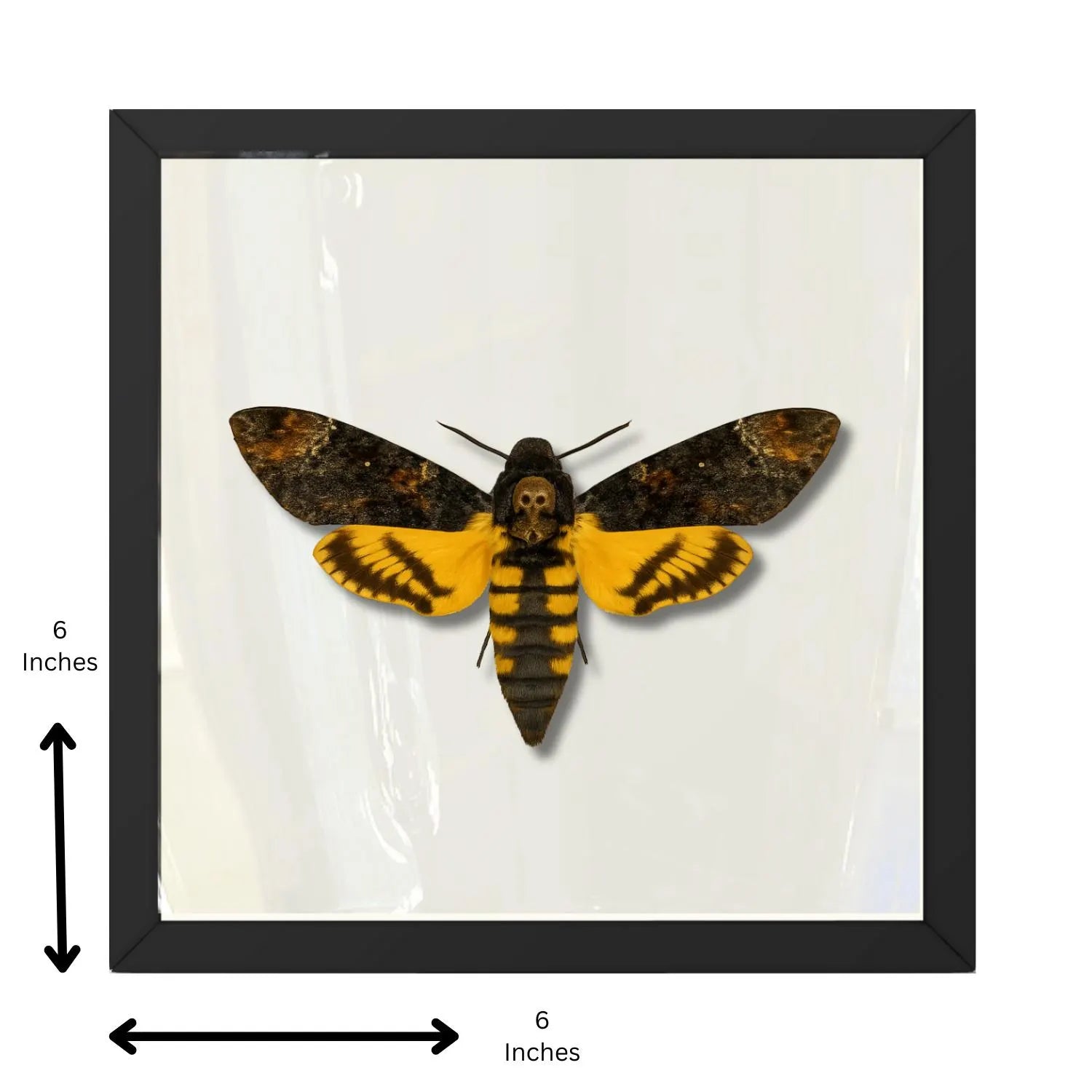 Framed Death’s-head Hawkmoth Specimen (Acherontia styx)