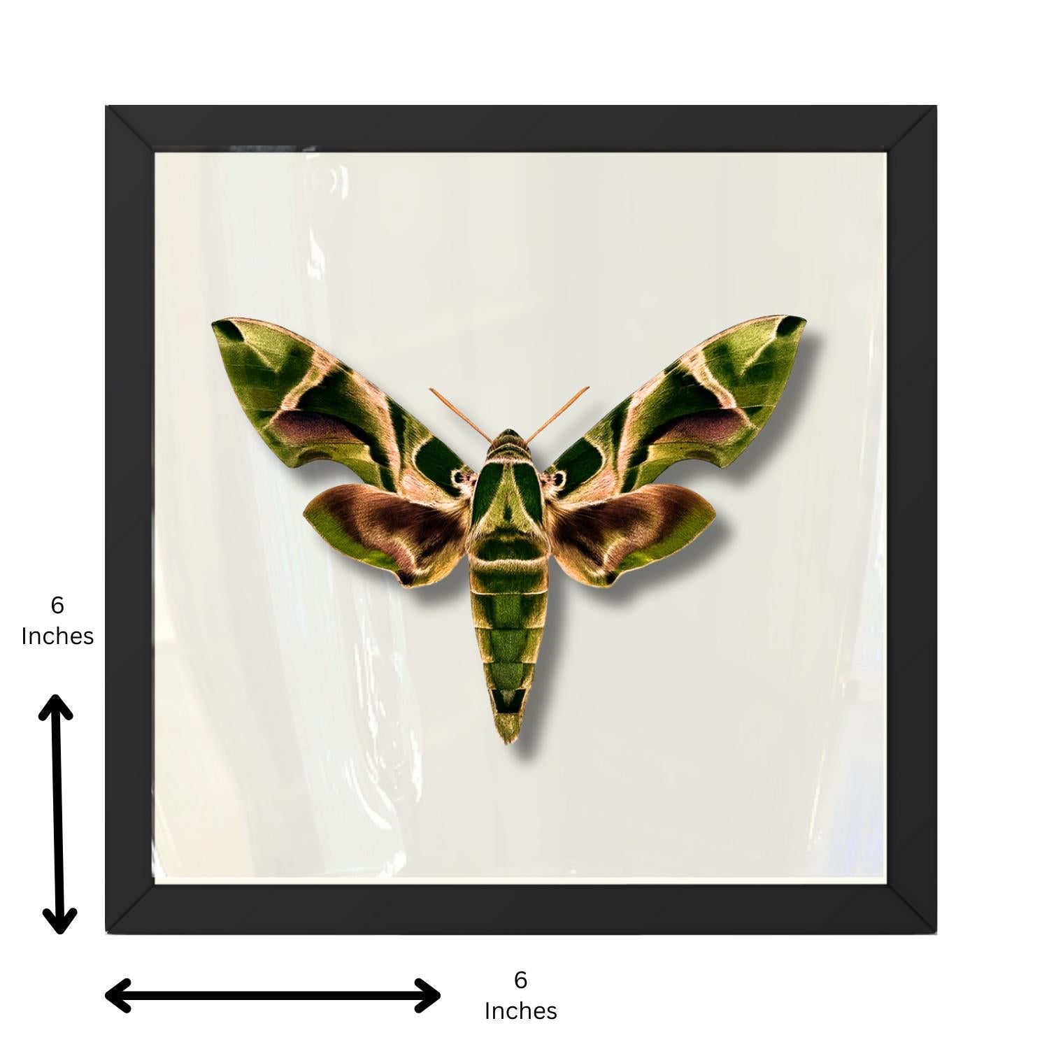 Framed Oleander Hawk Moth Specimen (Daphnis nerii)