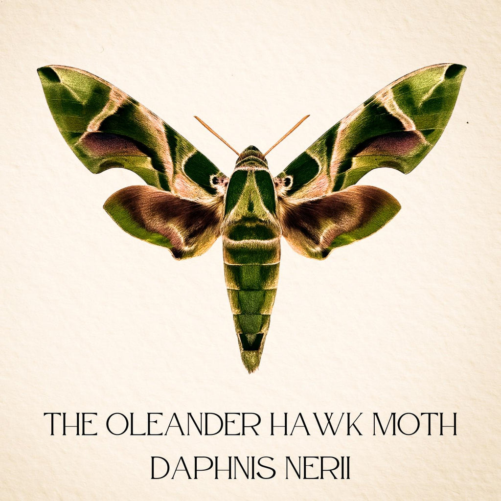 Framed Oleander Hawk Moth Specimen (Daphnis nerii)
