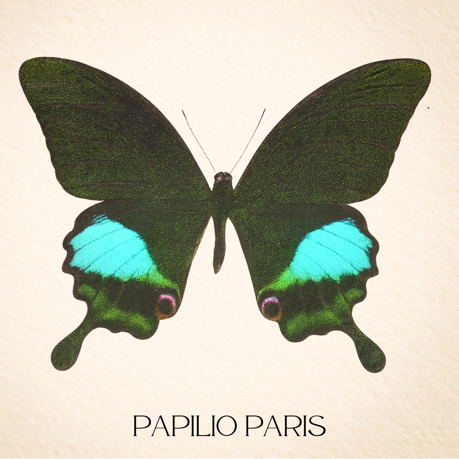Framed Paris Peacock Swallowtail Specimen (Papilio paris) 9×9