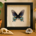Framed Pipevine Swallowtail Butterfly Specimen – Verso (Battus philenor)