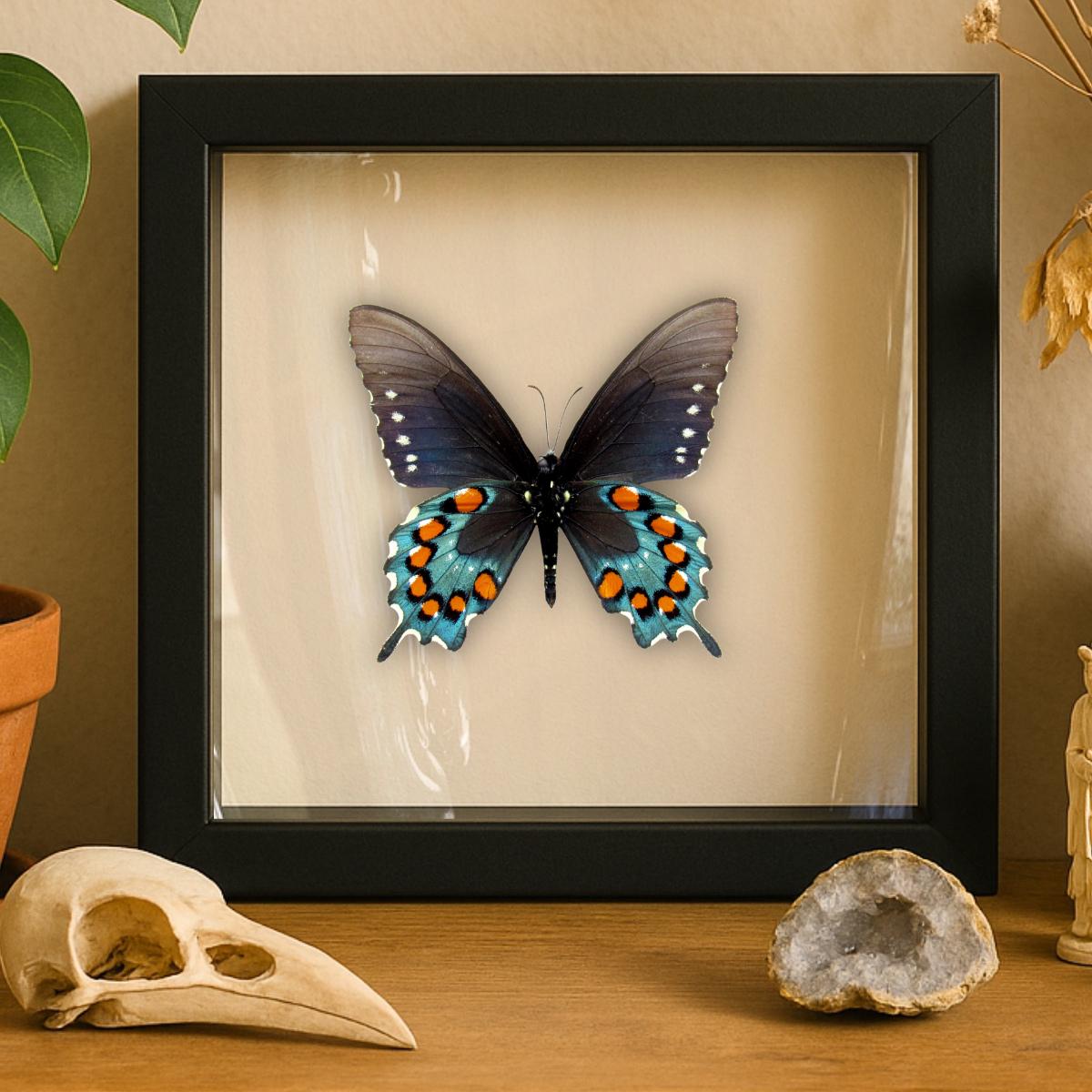 Framed Pipevine Swallowtail Butterfly Specimen – Verso (Battus philenor)