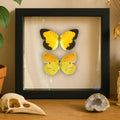 Framed Sleepy Orange Butterfly Pair – Recto & Verso (Abaeis nicippe)