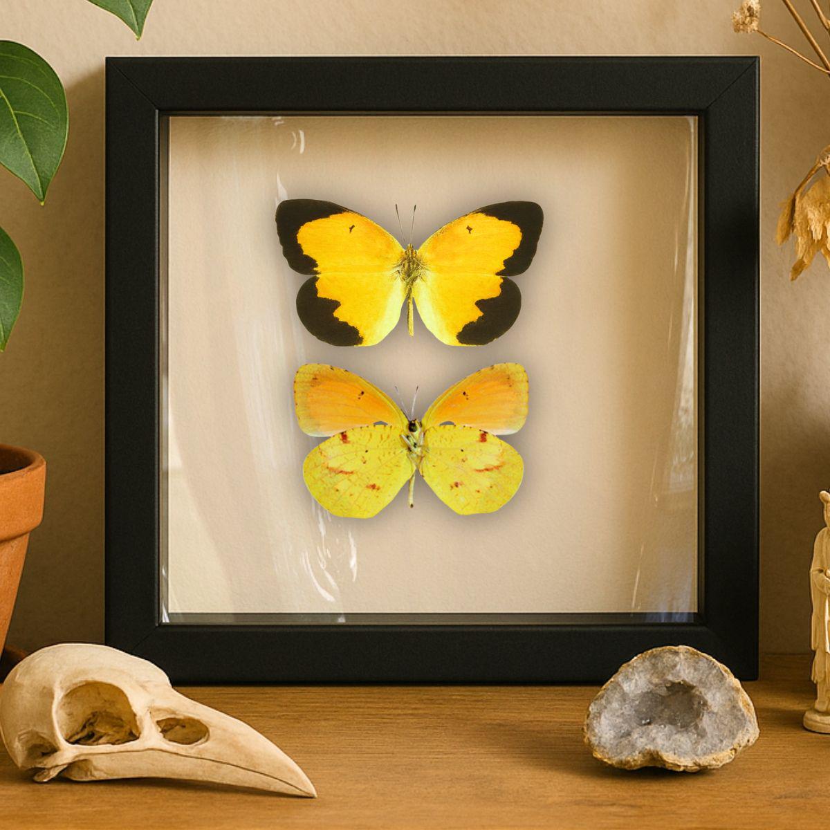 Framed Sleepy Orange Butterfly Pair – Recto & Verso (Abaeis nicippe)