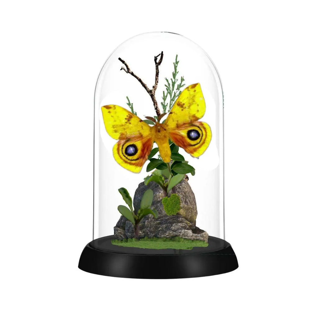 Automeris io Io Moth Cloche Dome Diorama – Natural History Display 6x4 Acrylic