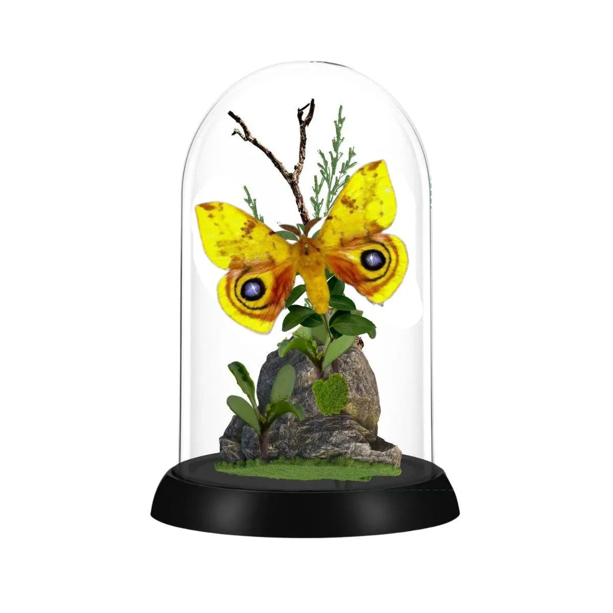 Automeris io Io Moth Cloche Dome Diorama – Natural History Display 6x4 Acrylic