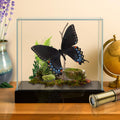 Papilio glaucus Eastern Tiger Swallowtail Butterfly Diorama – Natural History Display 6x8x6 Acrylic