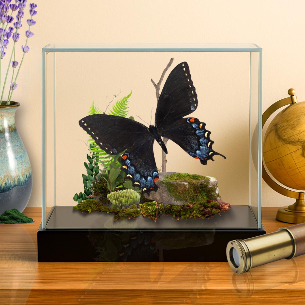 Papilio glaucus Eastern Tiger Swallowtail Butterfly Diorama – Natural History Display 6x8x6 Acrylic