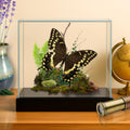 Papilio palamedes Palamedes Swallowtail Butterfly Diorama – Natural History Display 6x8x6 Acrylic