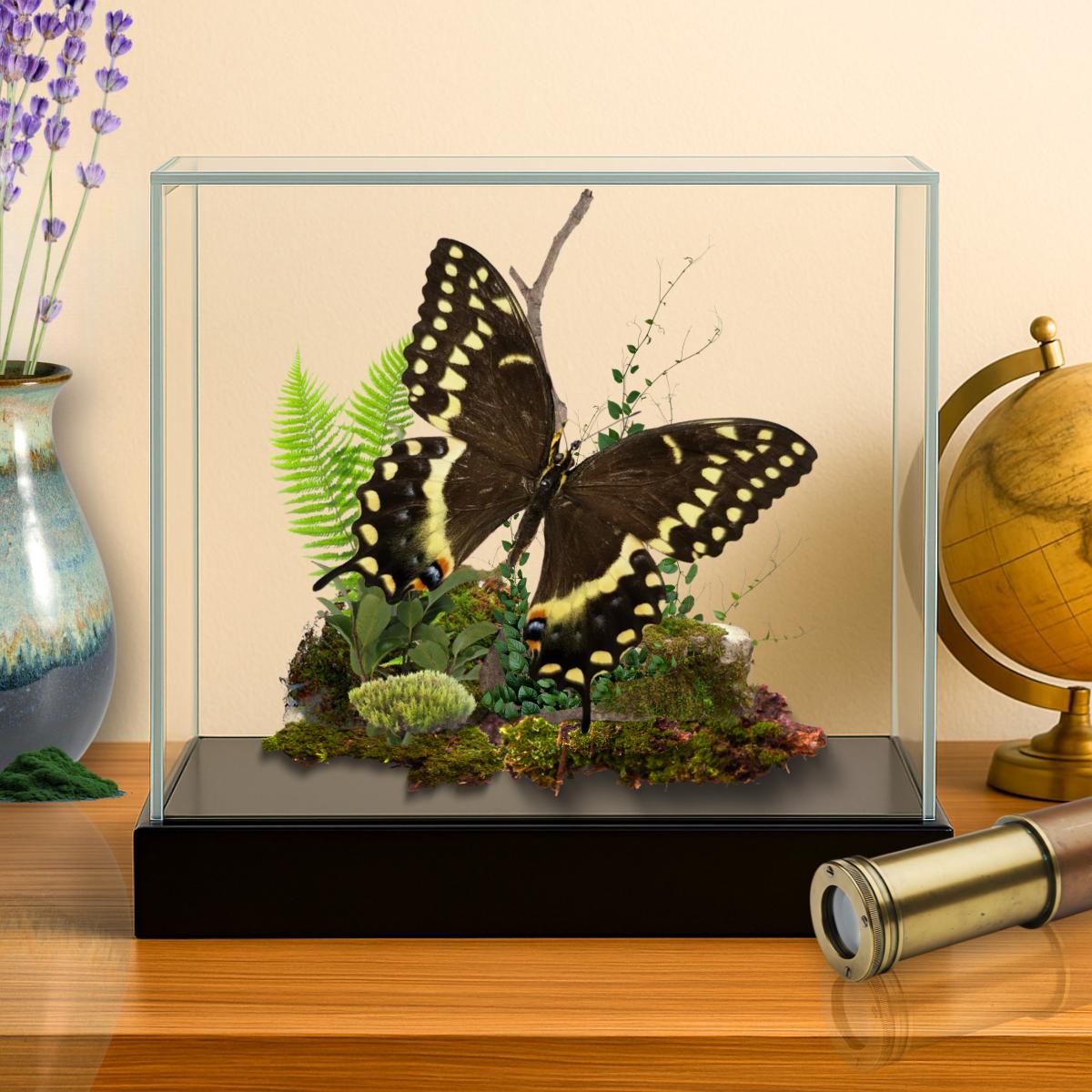 Papilio palamedes Palamedes Swallowtail Butterfly Diorama – Natural History Display 6x8x6 Acrylic