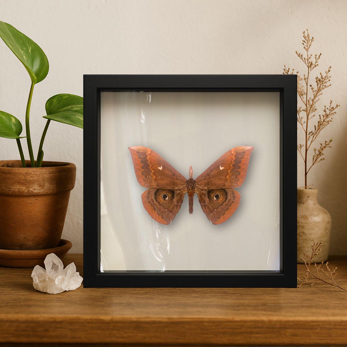 Framed Thespis Silkmoth Specimen (Salassa thespis) 9×9
