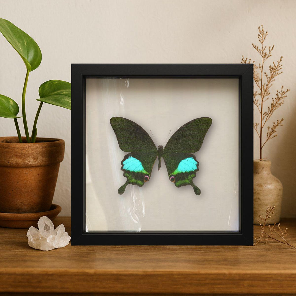 Framed Paris Peacock Swallowtail Specimen (Papilio paris) 9×9