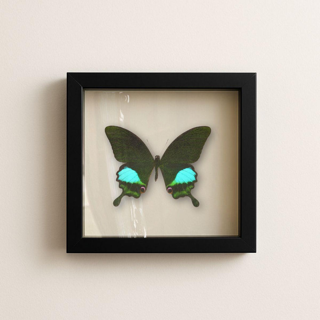Framed Paris Peacock Swallowtail Specimen (Papilio paris) 9×9