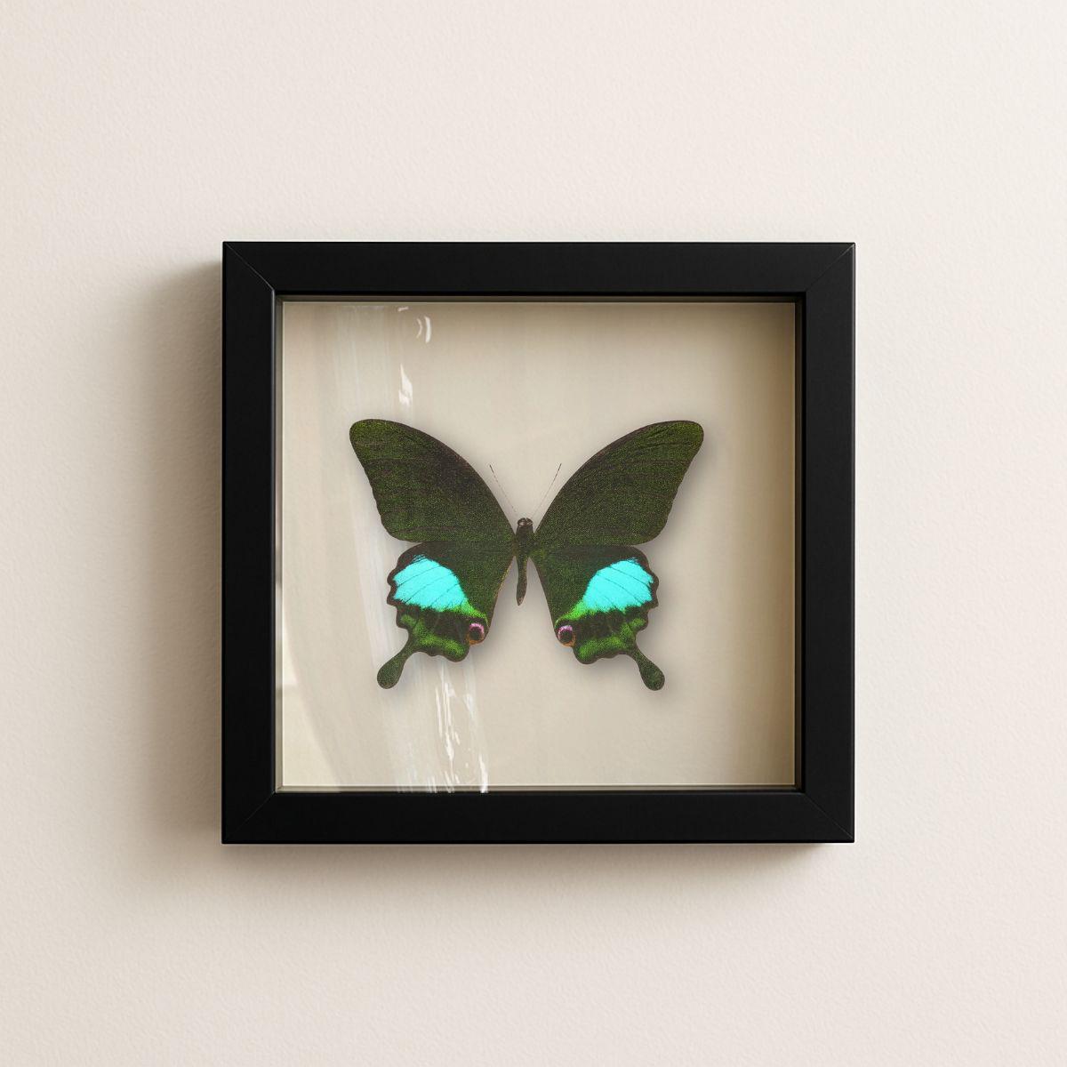 Framed Paris Peacock Swallowtail Specimen (Papilio paris) 9×9
