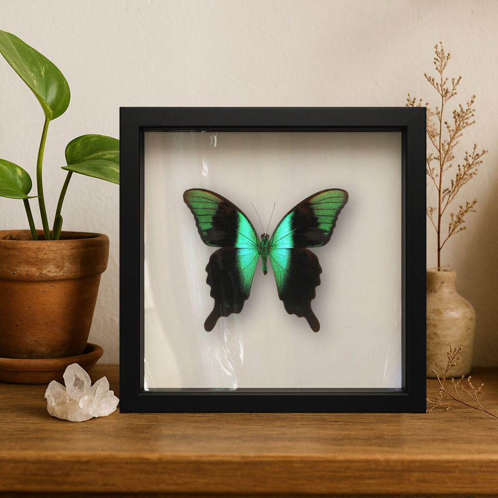 Framed Peranthus Peacock Swallowtail Specimen (Papilio peranthus) 9×9