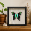 Framed Peranthus Peacock Swallowtail Specimen (Papilio peranthus) 9×9