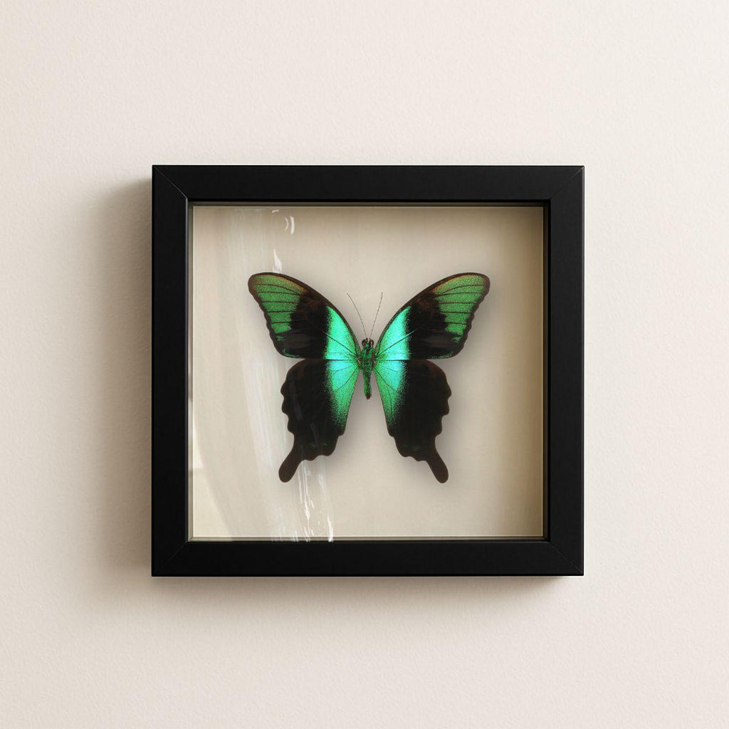 Framed Peranthus Peacock Swallowtail Specimen (Papilio peranthus) 9×9