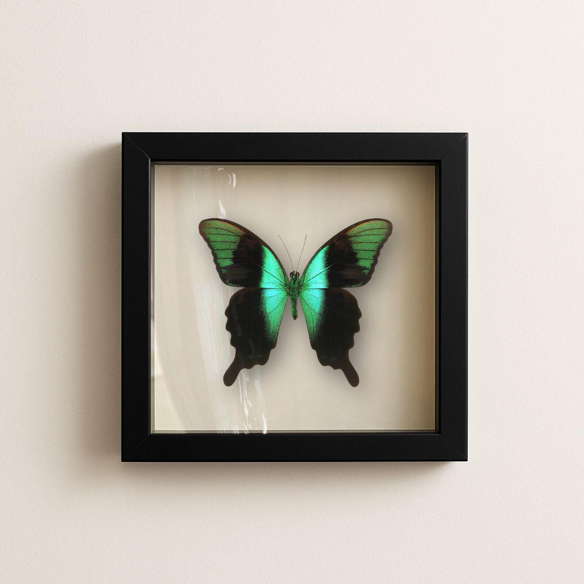 Framed Peranthus Peacock Swallowtail Specimen (Papilio peranthus) 9×9