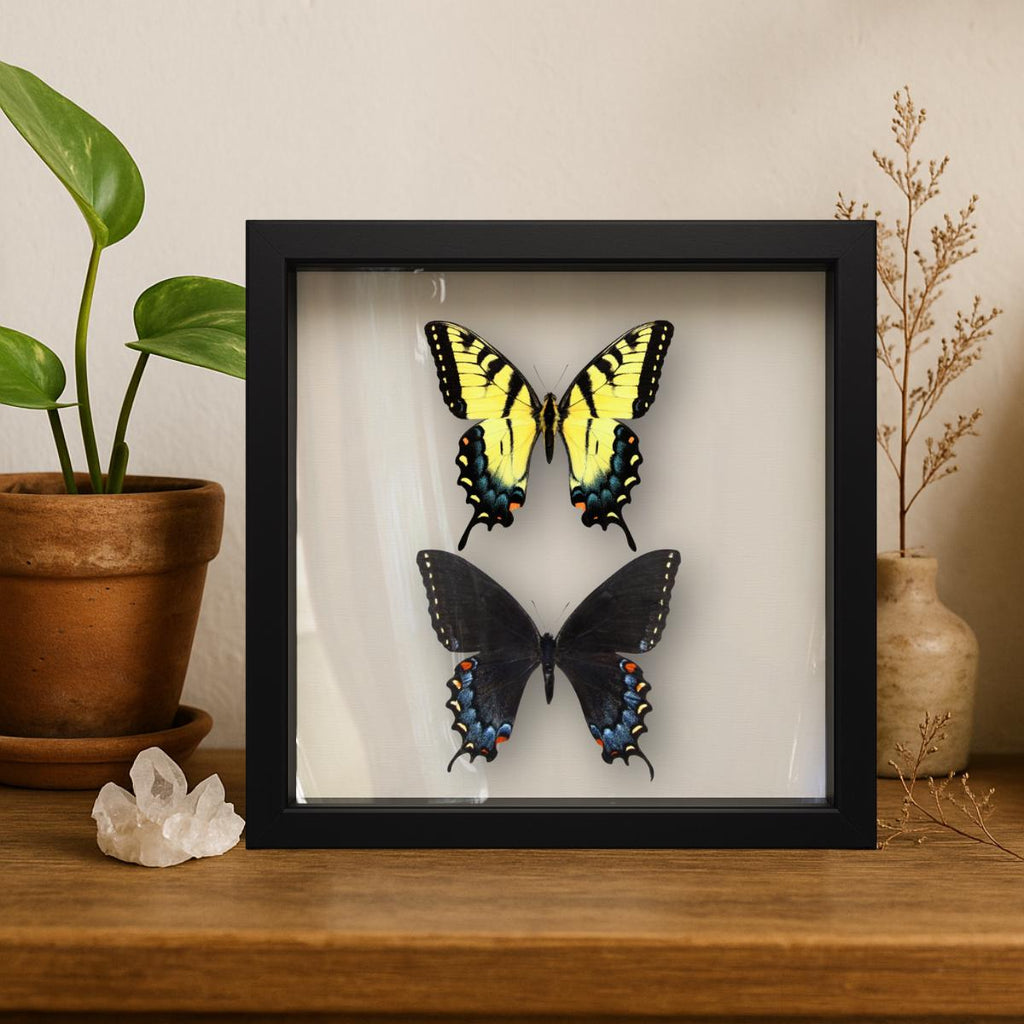 Framed Eastern Tiger Swallowtail Pair – Female Forms (Papilio glaucus) 9×9