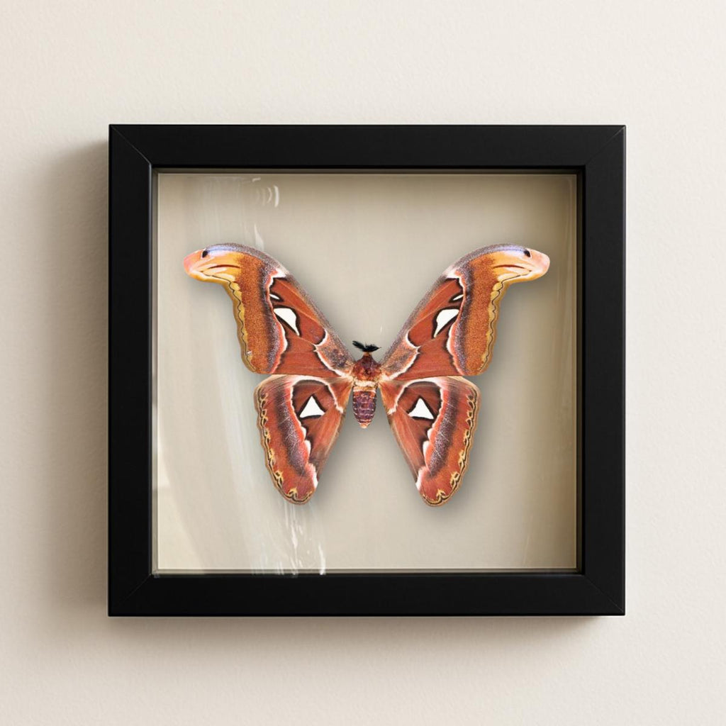 Framed Atlas Moth Specimen – Male (Attacus atlas) 12×12