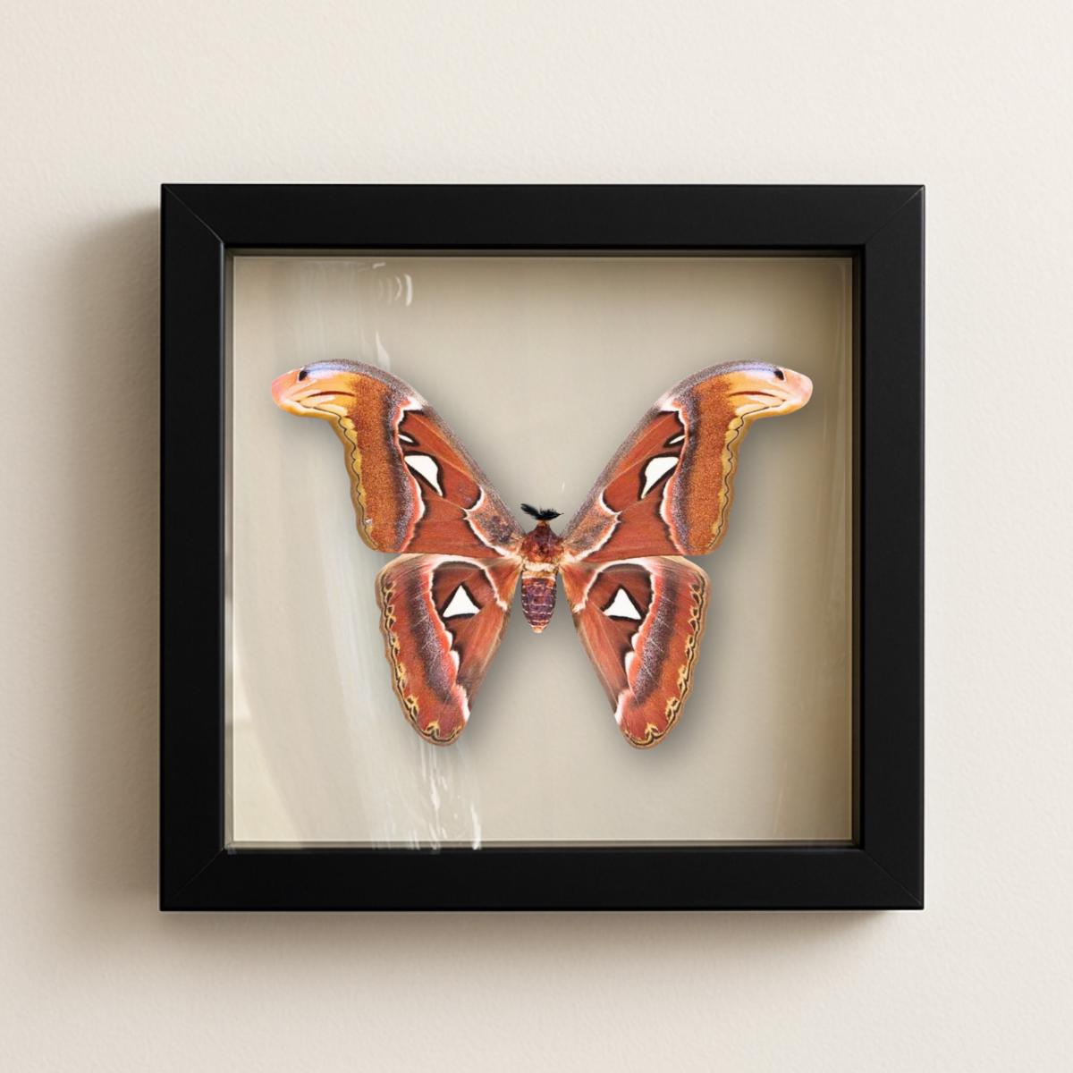 Framed Atlas Moth Specimen – Male (Attacus atlas) 12×12