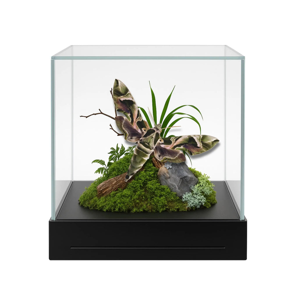 Daphnis nerii Moth Diorama – 6×6×6 Acrylic Display