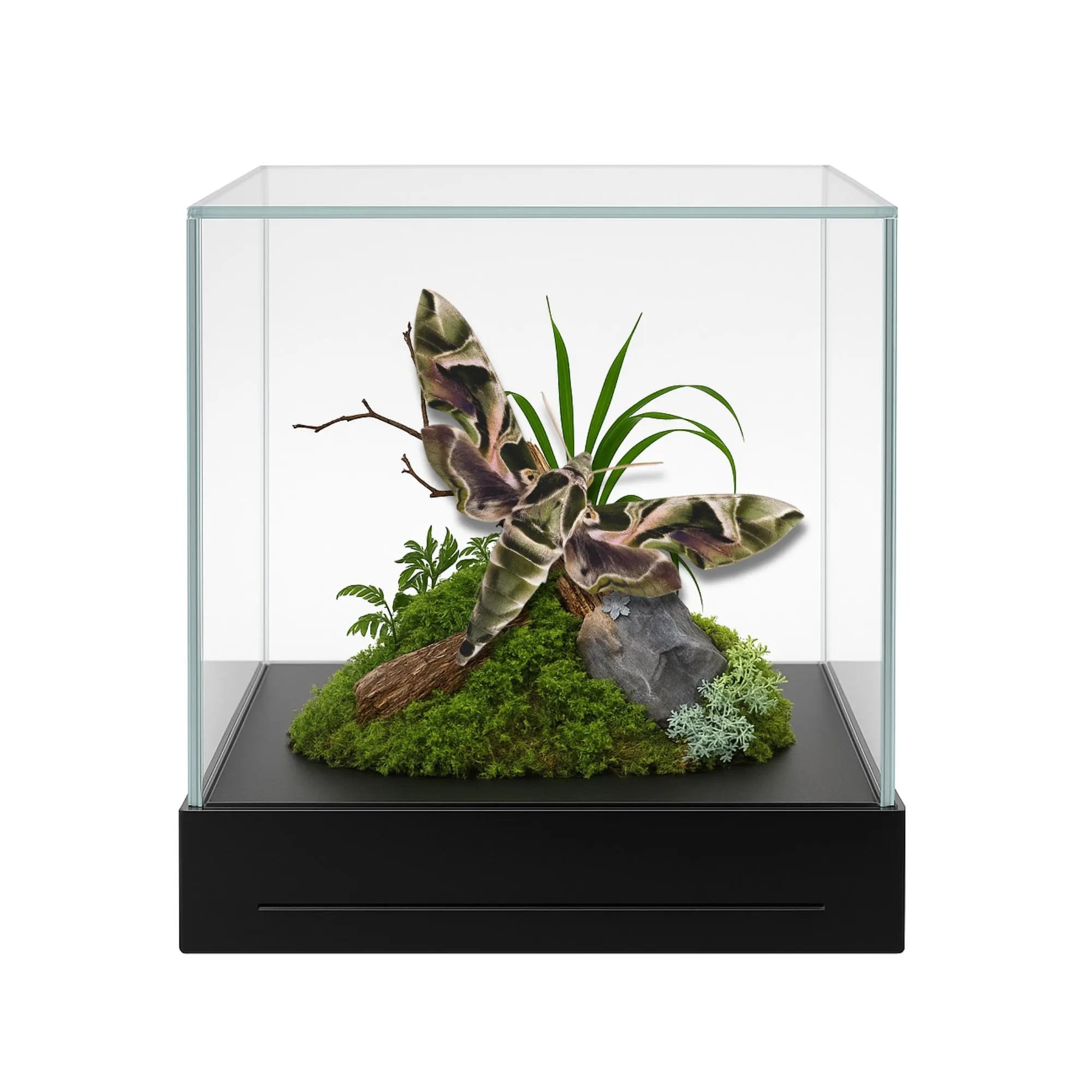 Daphnis nerii Moth Diorama – 6×6×6 Acrylic Display