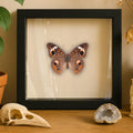 Buckeye Butterfly – 6x6 Shadowbox Display (Junonia coenia)