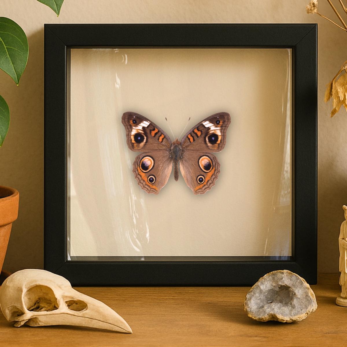 Buckeye Butterfly – 6x6 Shadowbox Display (Junonia coenia)