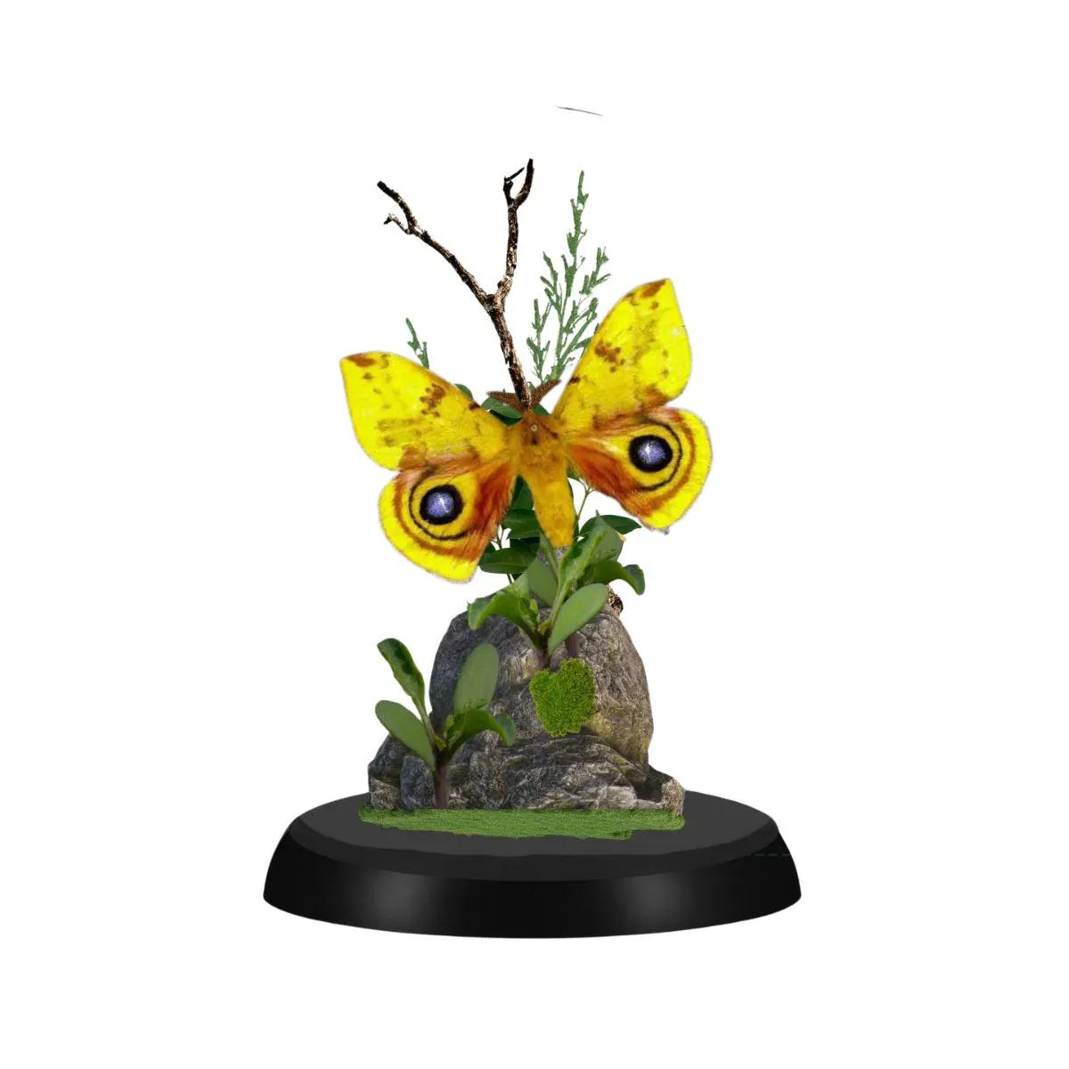 Automeris io Io Moth Cloche Dome Diorama – Natural History Display 6x4 Acrylic
