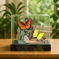 Danaus gilippus & Phoebis sennae Desert Butterfly Diorama – Natural History Display 6x8x6 Acrylic