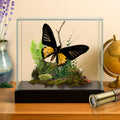 Troides rhadamantus Golden Birdwing Butterfly Diorama – Natural History Display 6x8x6 Acrylic