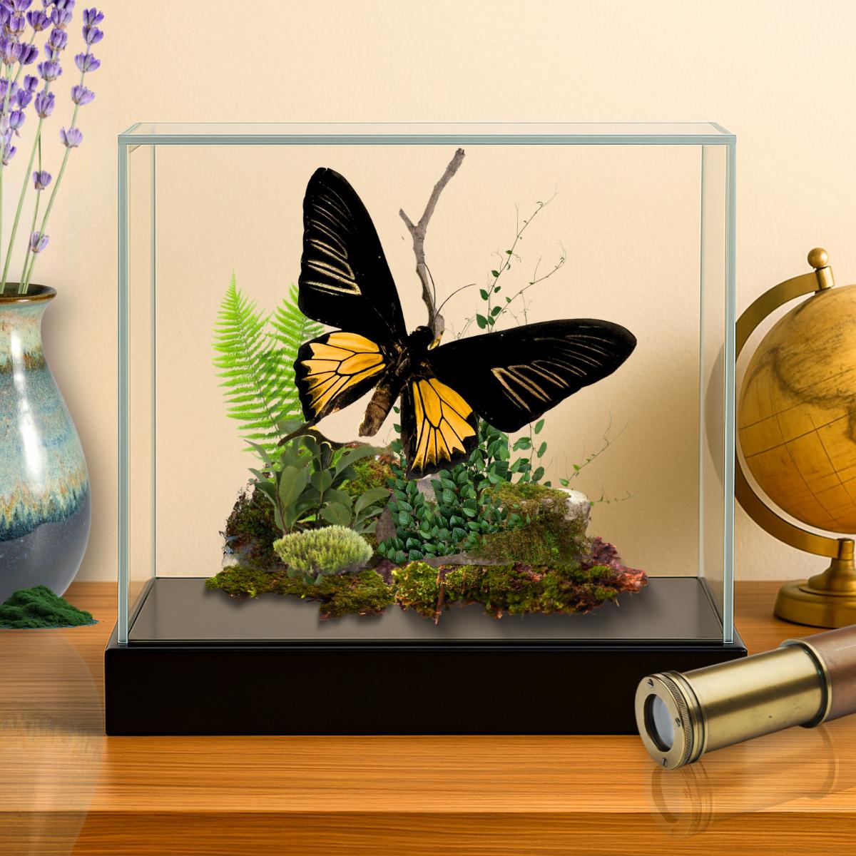 Troides rhadamantus Golden Birdwing Butterfly Diorama – Natural History Display 6x8x6 Acrylic