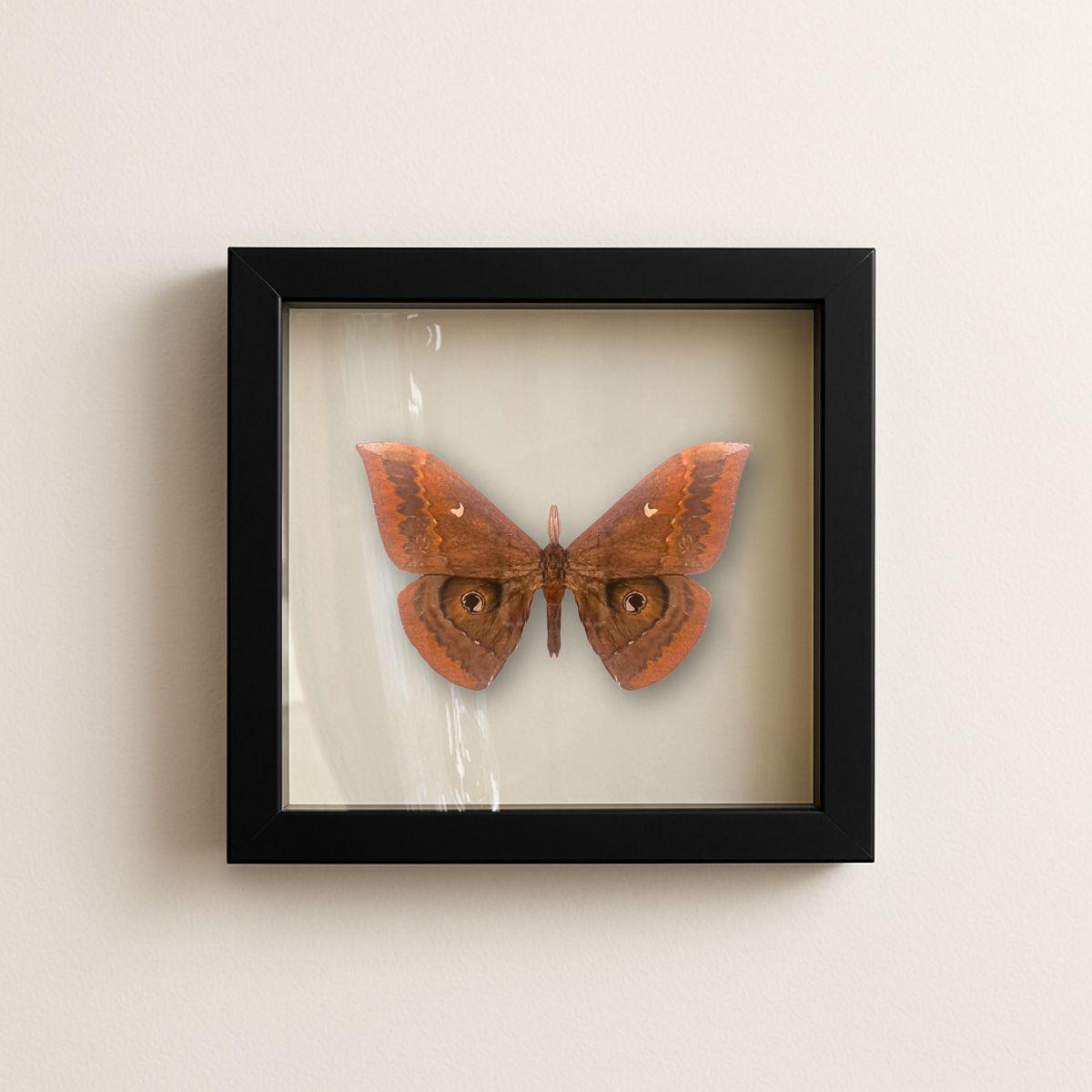 Framed Thespis Silkmoth Specimen (Salassa thespis) 9×9