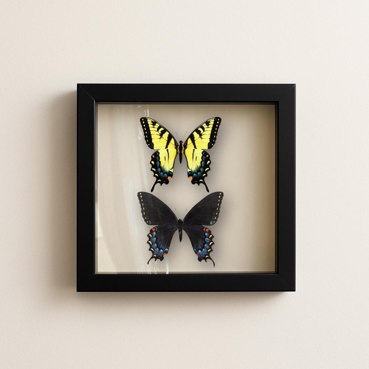Framed Eastern Tiger Swallowtail Pair – Female Forms (Papilio glaucus) 9×9