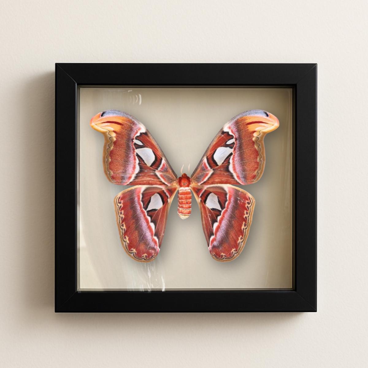 Framed Atlas Moth Specimen – Female (Attacus atlas) 12×12