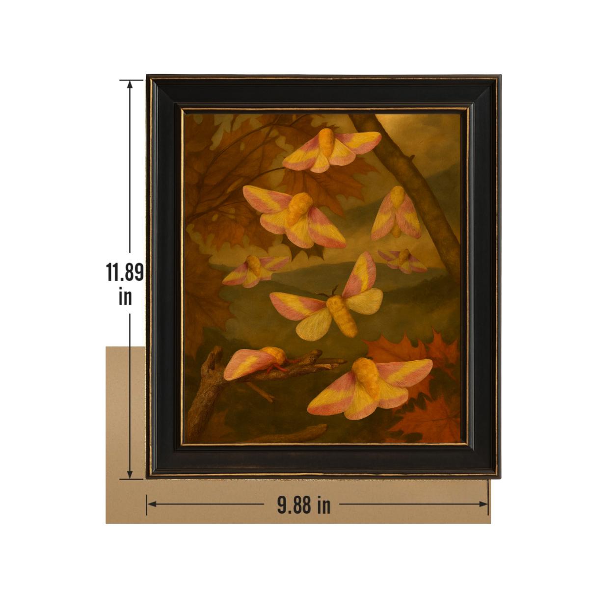 Framed Rosy Maple Moth Print – Dryocampa rubicunda Vintage Natural History Wall Art 8x10