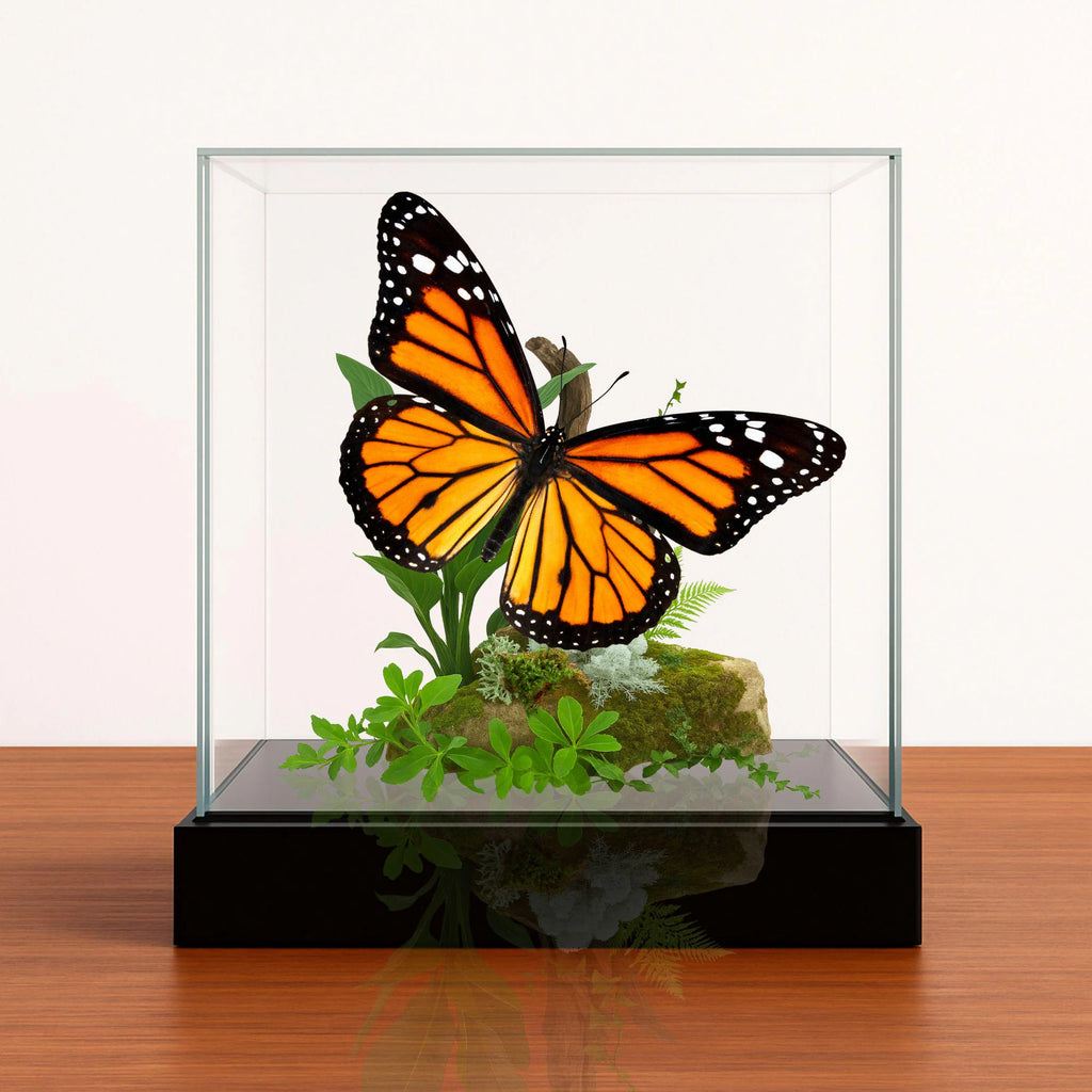 Danaus plexippus Butterfly Diorama – 6×6×6 Acrylic Display
