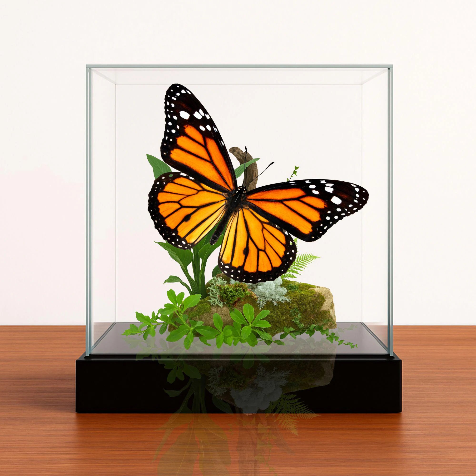 Danaus plexippus Butterfly Diorama – 6×6×6 Acrylic Display