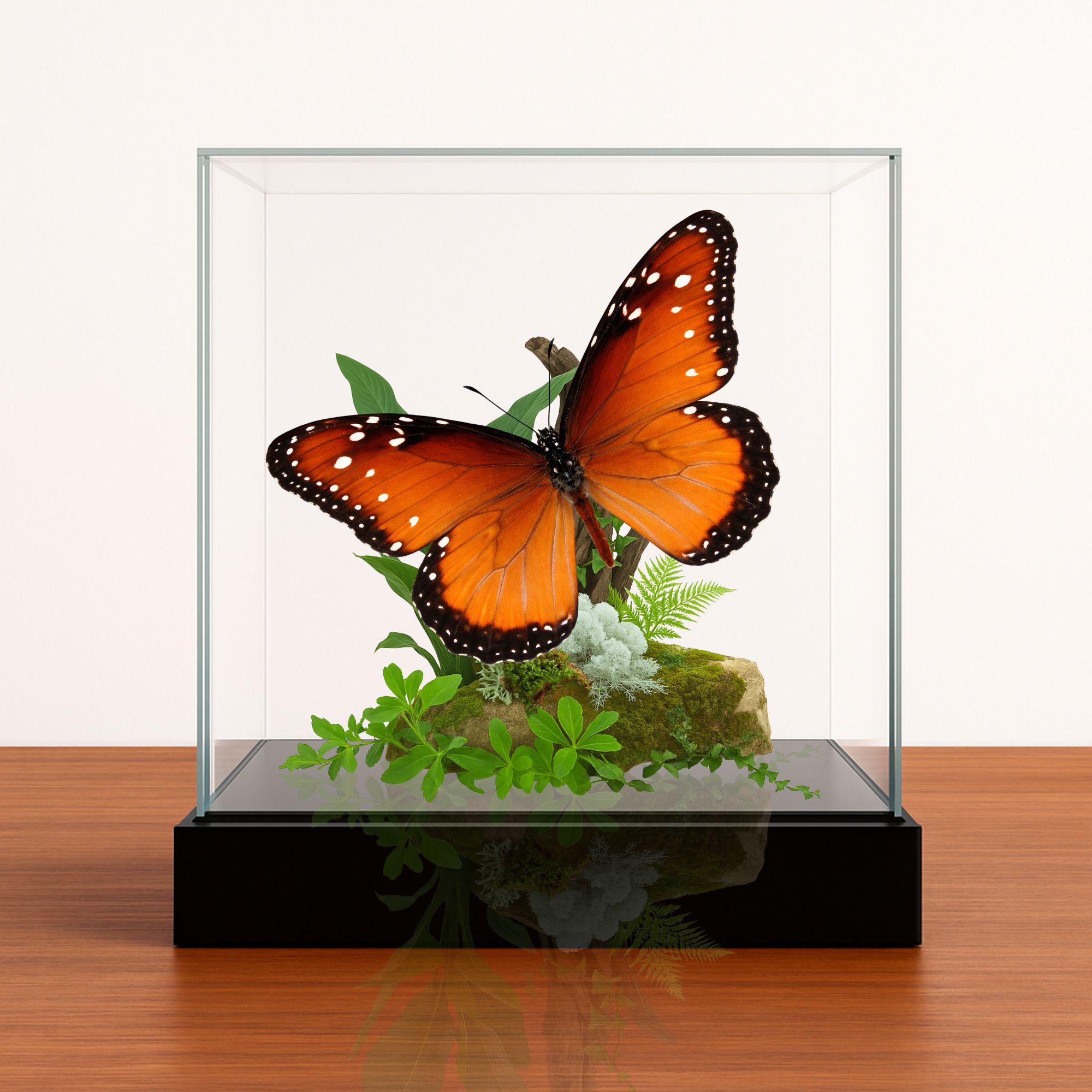 Danaus gilippus Butterfly Diorama – 6×6×6 Acrylic Display