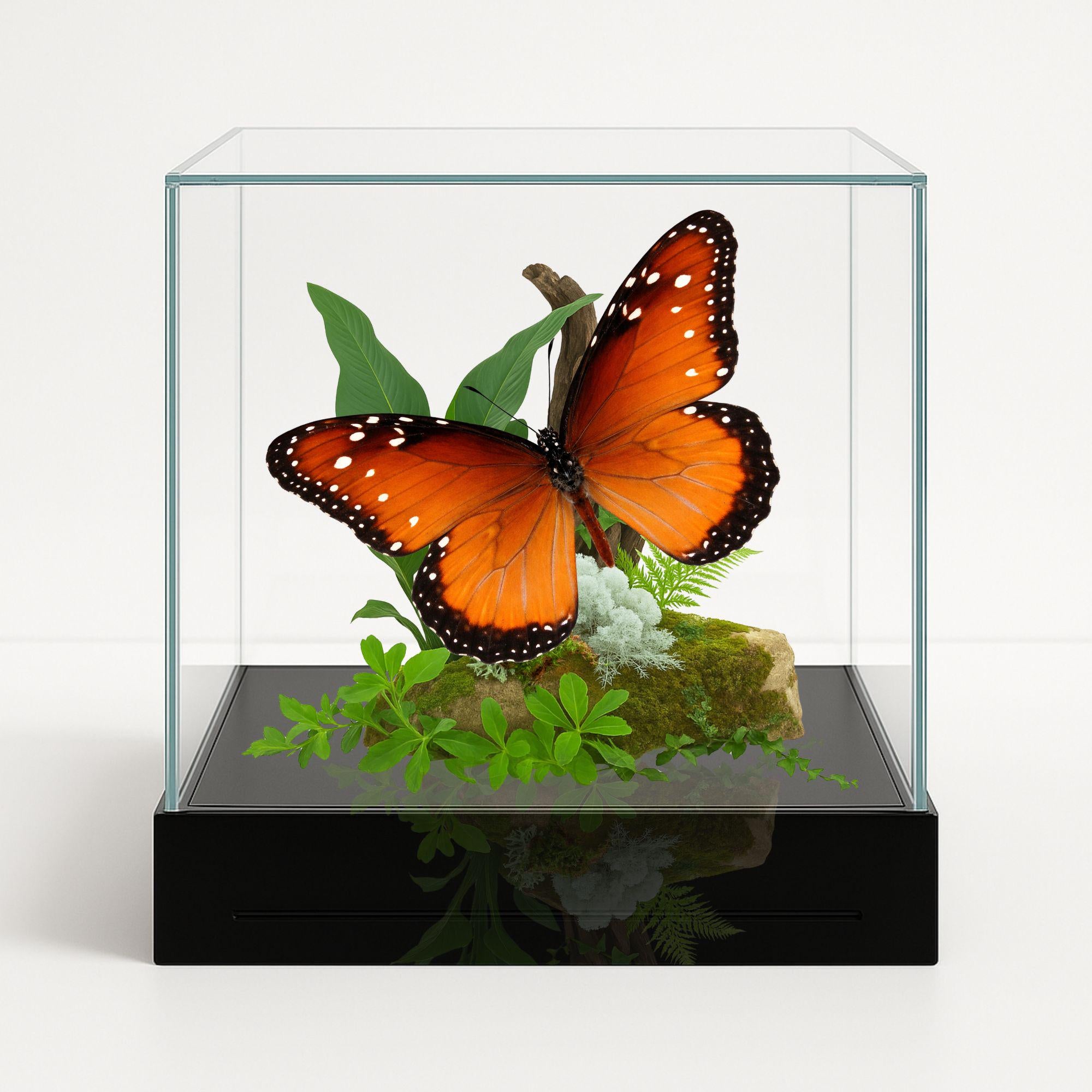 Danaus gilippus Butterfly Diorama – 6×6×6 Acrylic Display