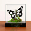 Danaus melanippus Butterfly Diorama – 6×6×6 Acrylic Display