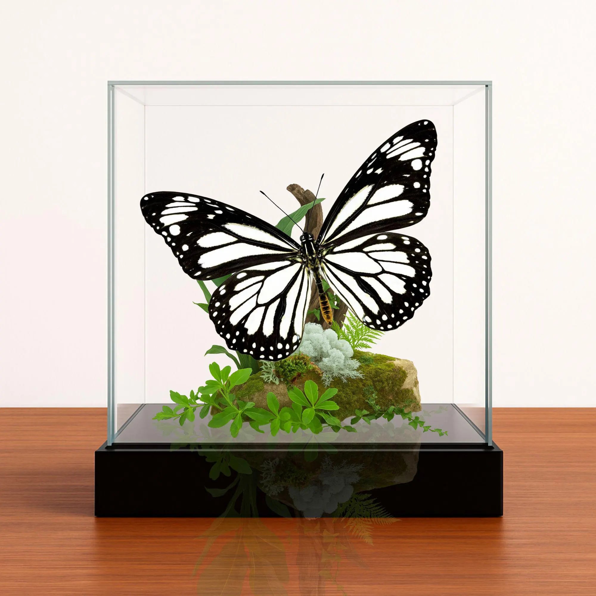Danaus melanippus Butterfly Diorama – 6×6×6 Acrylic Display