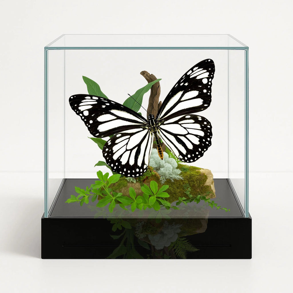 Danaus melanippus Butterfly Diorama – 6×6×6 Acrylic Display