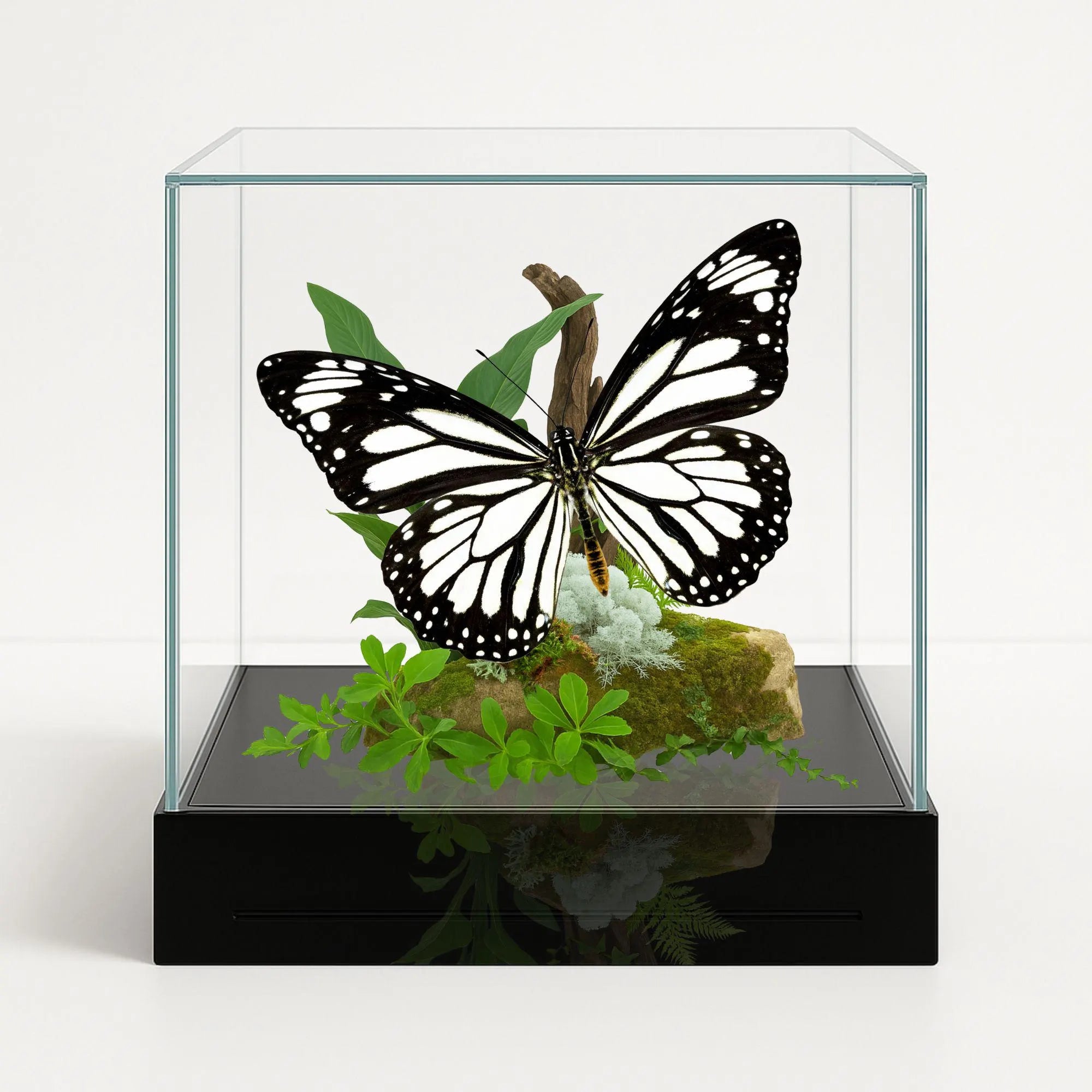 Danaus melanippus Butterfly Diorama – 6×6×6 Acrylic Display