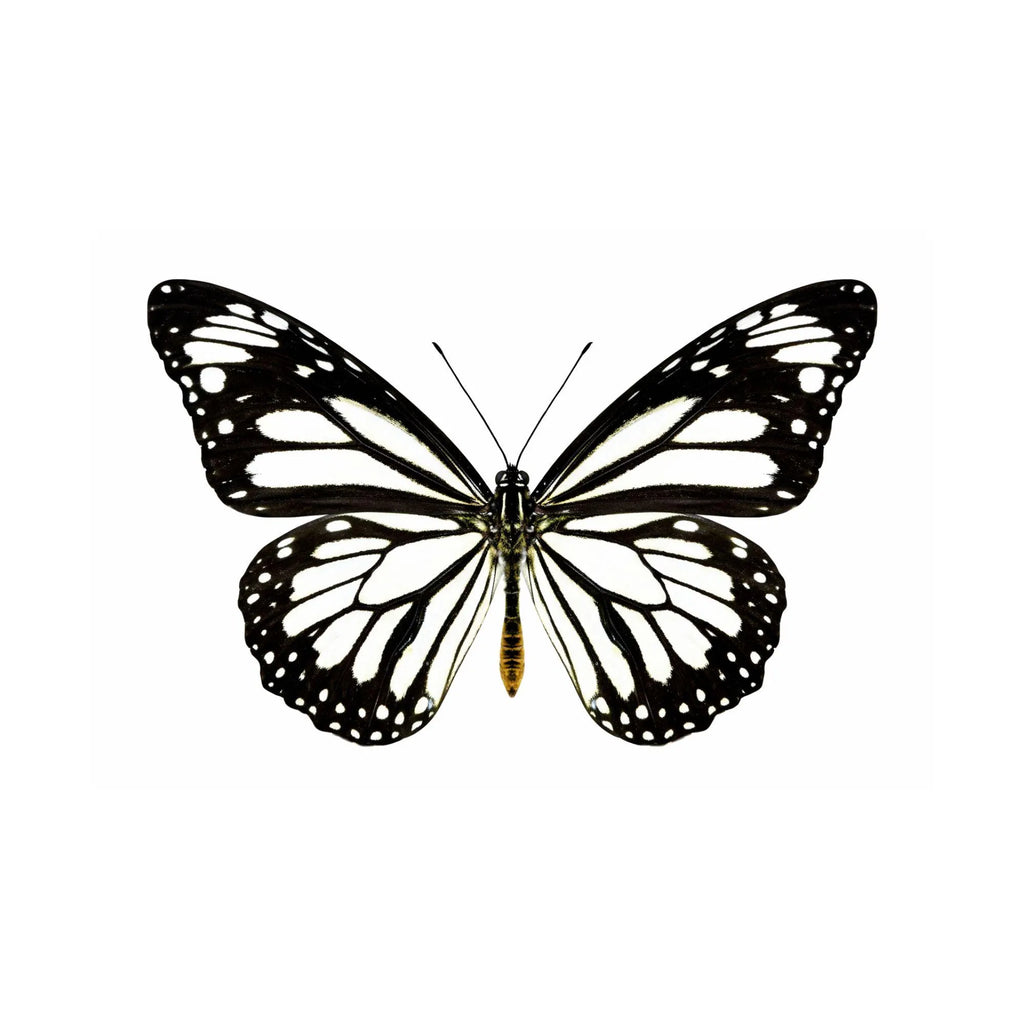 Danaus melanippus Butterfly Diorama – 6×6×6 Acrylic Display