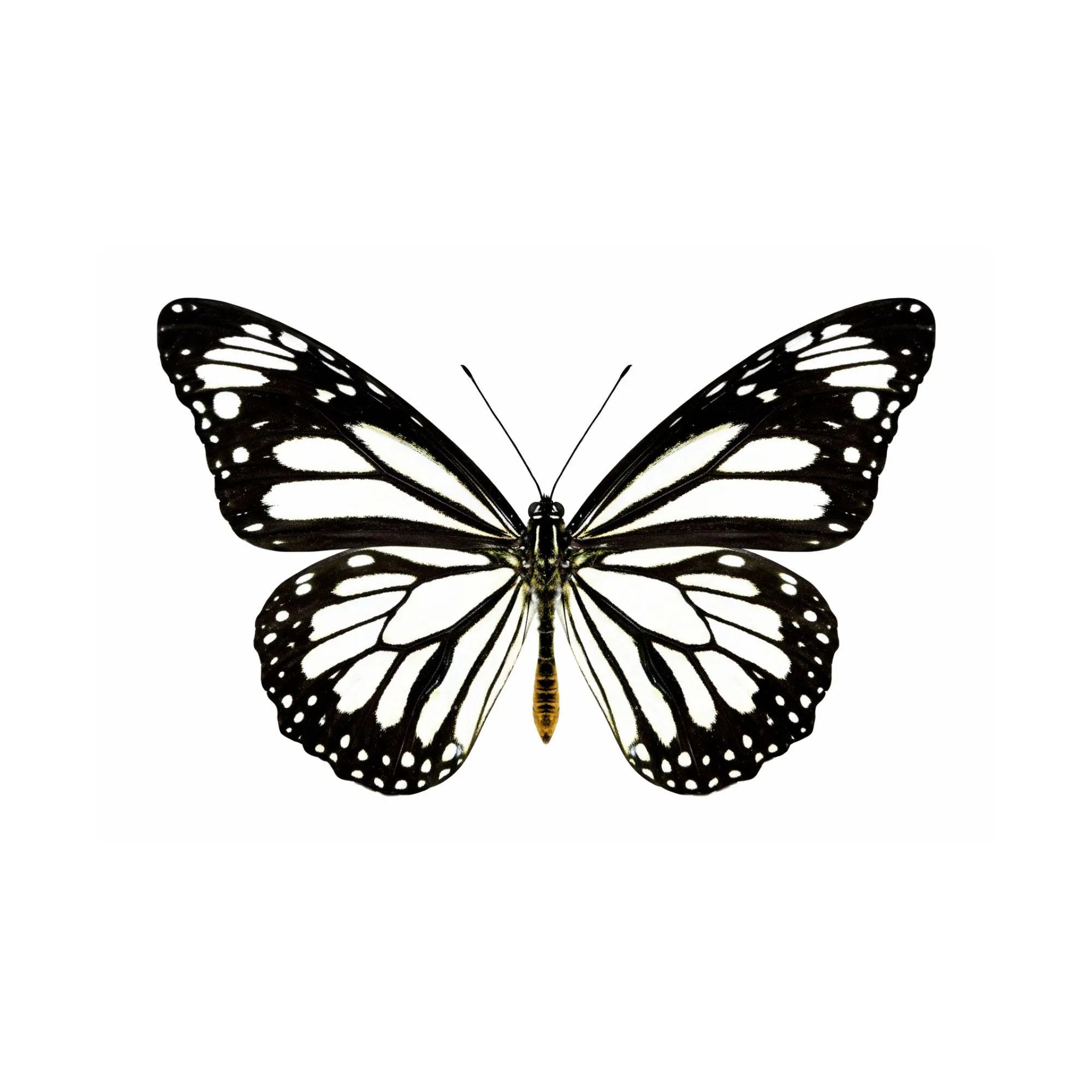 Danaus melanippus Butterfly Diorama – 6×6×6 Acrylic Display