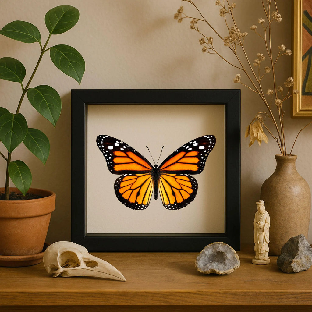 Framed Monarch Butterfly Specimen (Danaus plexippus)