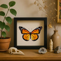 Framed Monarch Butterfly Specimen (Danaus plexippus)